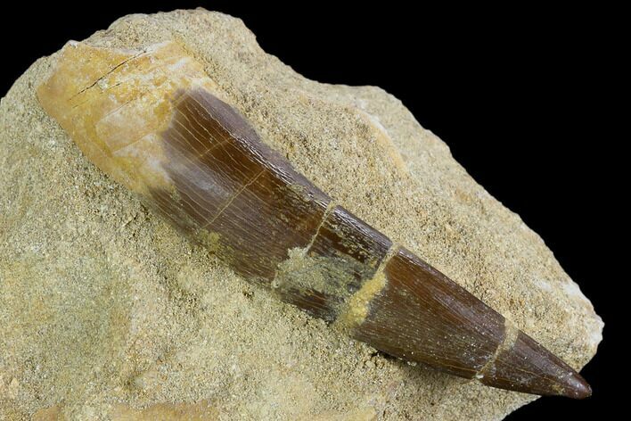 Fossil Plesiosaur (Zarafasaura) Tooth - Morocco #127424